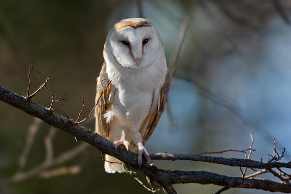 Barbagianni - Barn owl (Tyto alba)