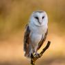 Barbagianni - Barn owl (Tyto alba)