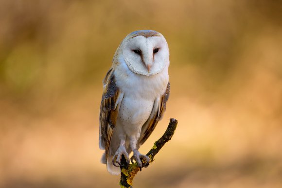 Barbagianni - Barn owl (Tyto alba)