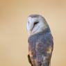 Barbagianni - Barn owl (Tyto alba)