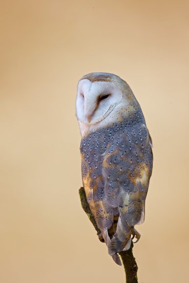 Barbagianni - Barn owl (Tyto alba)