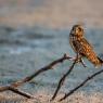 Gufo di Palude - Short eared Owl (Asio flammeus)