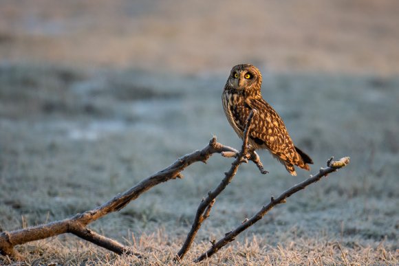 Gufo di Palude - Short eared Owl (Asio flammeus)