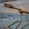 Gufo di Palude - Short eared Owl (Asio flammeus)