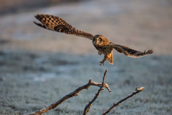 Gufo di Palude - Short eared Owl (Asio flammeus)