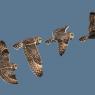 Gufo di Palude - Short eared Owl (Asio flammeus)