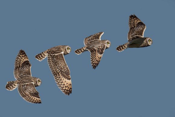 Gufo di Palude - Short eared Owl (Asio flammeus)