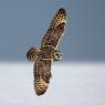 Gufo di Palude - Short eared Owl (Asio flammeus)