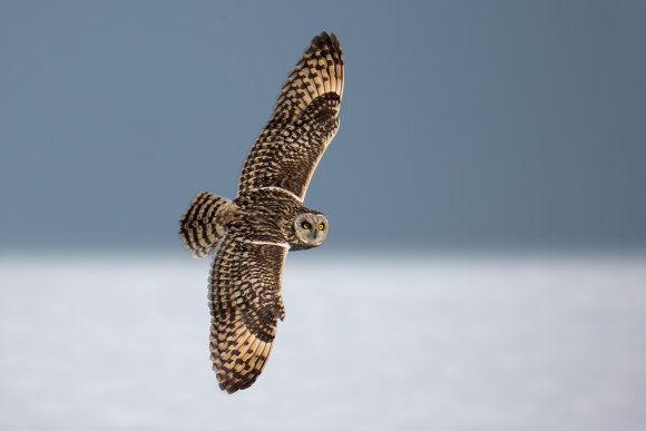 Gufo di Palude - Short eared Owl (Asio flammeus)