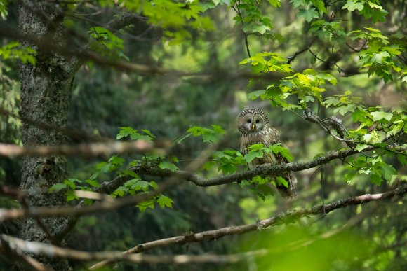 Allocco degli Urali - Ural Owl (Strix uralensis)