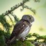 Civetta nana - Pigmy owl (Glaucidium passerinum)