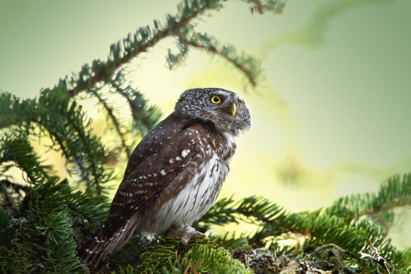 Civetta nana - Pigmy owl (Glaucidium passerinum)