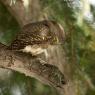 Civetta nana - Pigmy owl (Glaucidium passerinum)