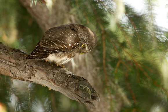 Civetta nana - Pigmy owl (Glaucidium passerinum)