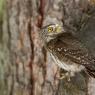 Civetta nana - Pigmy owl (Glaucidium passerinum)