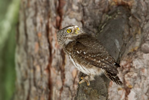 Civetta nana - Pigmy owl (Glaucidium passerinum)