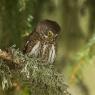 Civetta nana - Pigmy owl (Glaucidium passerinum)