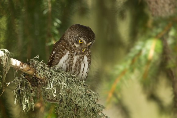 Civetta nana - Pigmy owl (Glaucidium passerinum)