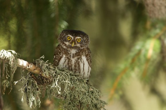 Civetta nana - Pigmy owl (Glaucidium passerinum)