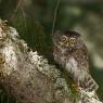 Civetta nana - Pigmy owl (Glaucidium passerinum)