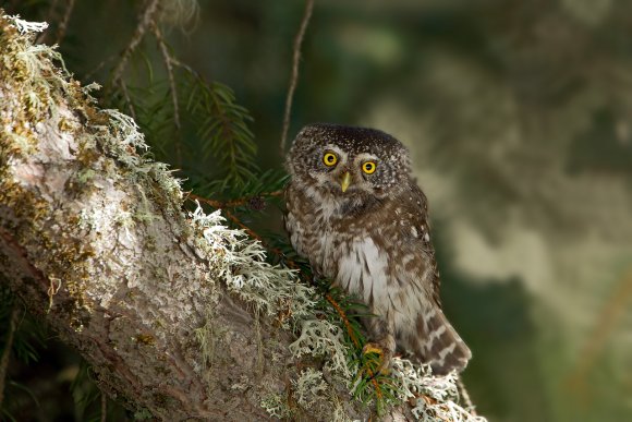 Civetta nana - Pigmy owl (Glaucidium passerinum)