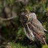 Civetta nana - Pigmy owl (Glaucidium passerinum)