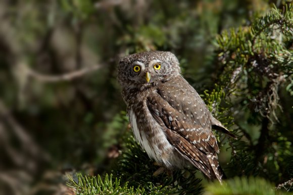 Civetta nana - Pigmy owl (Glaucidium passerinum)