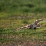 Gufo di palude - Short eared owl (Asio flammeus)