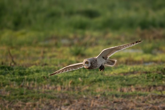 Gufo di palude - Short eared owl (Asio flammeus)