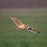 Gufo di palude - Short eared owl (Asio flammeus)