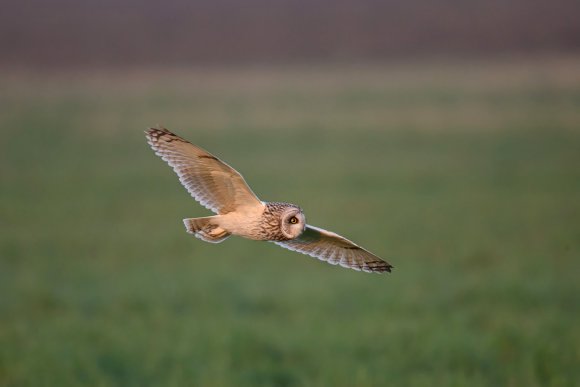 Gufo di palude - Short eared owl (Asio flammeus)