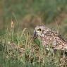 Gufo di palude - Short eared owl (Asio flammeus)