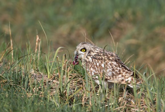 Gufo di palude - Short eared owl (Asio flammeus)