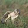 Gufo di palude - Short eared owl (Asio flammeus)