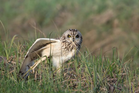 Gufo di palude - Short eared owl (Asio flammeus)