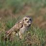 Gufo di palude - Short eared owl (Asio flammeus)