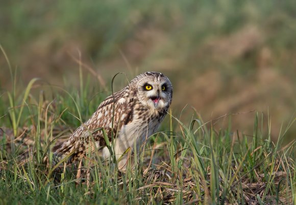 Gufo di palude - Short eared owl (Asio flammeus)