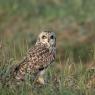 Gufo di palude - Short eared owl (Asio flammeus)