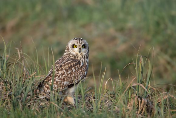 Gufo di palude - Short eared owl (Asio flammeus)