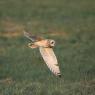 Gufo di palude - Short eared owl (Asio flammeus)