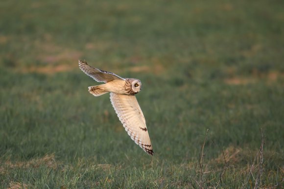 Gufo di palude - Short eared owl (Asio flammeus)