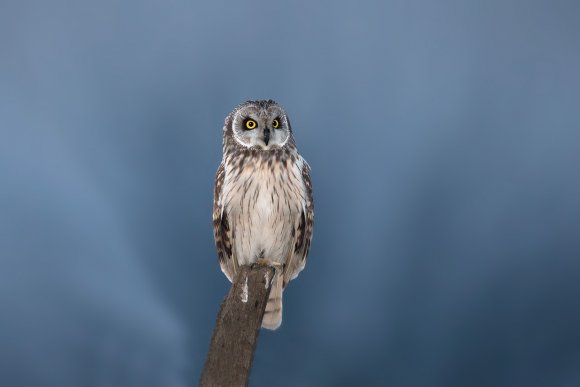 Gufo di palude - Short eared owl (Asio flammeus)