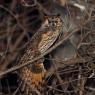 Gufo comune - Long eared owl (Asio otus)