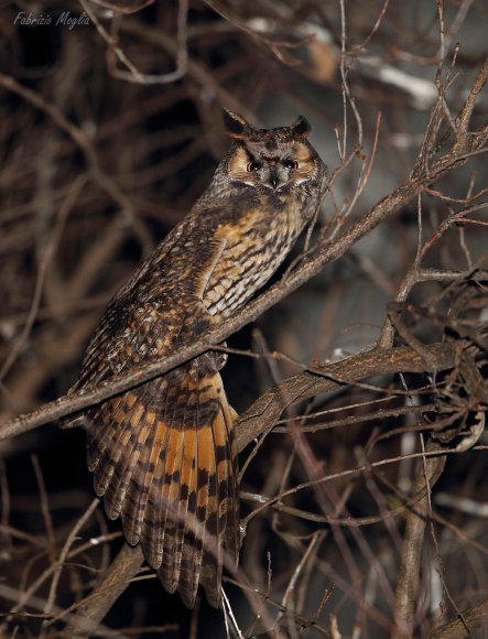 Gufo comune - Long eared owl (Asio otus)