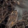 Gufo comune - Long eared owl (Asio otus)