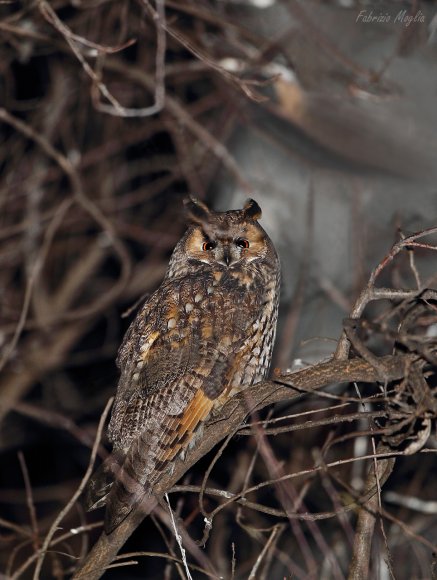 Gufo comune - Long eared owl (Asio otus)