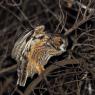 Gufo comune - Long eared owl (Asio otus)