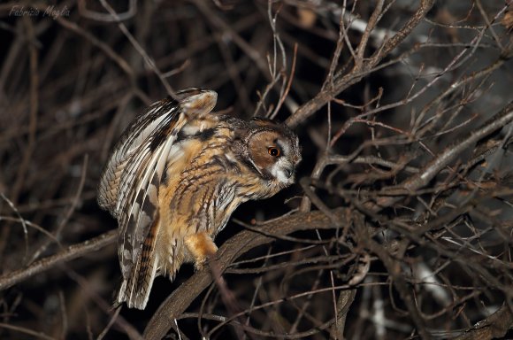 Gufo comune - Long eared owl (Asio otus)