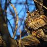 Gufo comune - Long eared owl (Asio otus)