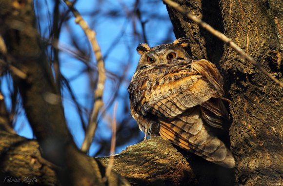 Gufo comune - Long eared owl (Asio otus)